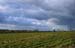 windmillday